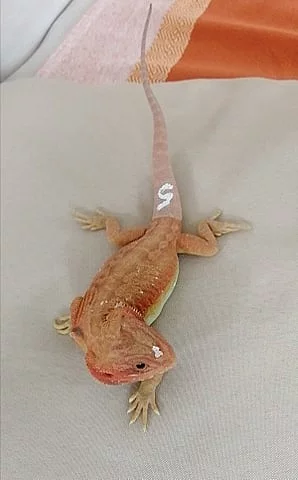 Agama vousatá